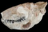 Fossil Oreodont (Merycoidodon) Skull - Wyoming #175650-4